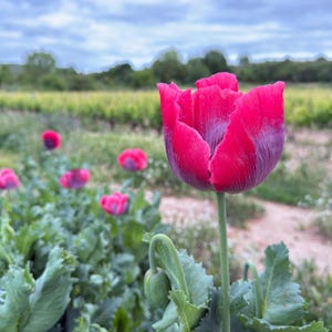 100 Papaver Giganthemum Seeds – Giant Poppy Flower | Extra Large Blooms for Cottage Garden Plant