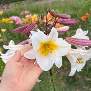 Lilium Regale 20 Seeds - Spectacular Flowering Plant for Early Summer - Pollinator Friendly - Summer Blooming Bulb For Garden - White Lily