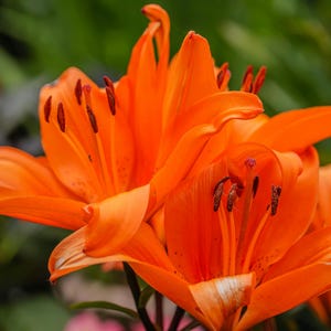1 BULB Lilium bulbiferum, FREE PEST Bulb, Asiatic Lily, Matisse Asiatic Liliums, Summer Perennial Bulb, Easy growing, Orange Lilium Flower