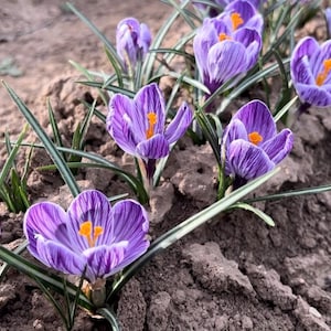 Krokus „Pickwick“ – Großblumiger Krokus – 5 Zwiebeln zum Pflanzen im Herbst (BIO)