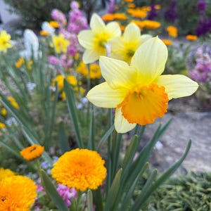 Mix di 30 semi di narciso - Semi di narciso per fiori primaverili unici
