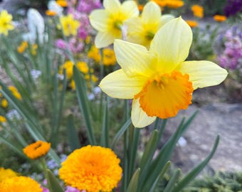 Narzissensamenmischung (30 Stück) – Narzissensamen für einzigartige Frühlingsblumen