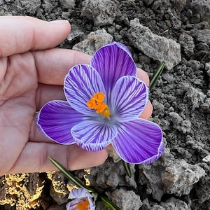 Puede incluir: Primer plano de una flor de azafrán a rayas moradas y blancas con un centro naranja, sostenida en una mano. La flor tiene seis pétalos y hojas verdes. Otra flor de azafrán es visible debajo. El fondo es tierra oscura.
