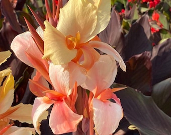 Canna Angel Martin, planta viva gigante, bulbo de canna, folhas tropicais gigantes, planta perene para jardim