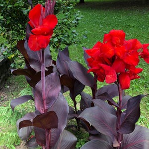 5 Black Knight Canna Seeds – Rare Dark Foliage + Red Bloom | Tropical, Gothic Garden Plant, Grow Guide Included, Easy to Grow Plant