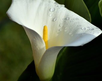 Calla Lily Seeds - White Zantedeschia Aethiopica | Elegant Perennial Flower for Garden, Wedding, Indoor, Low Maintenance, Easy Grow Bulbs