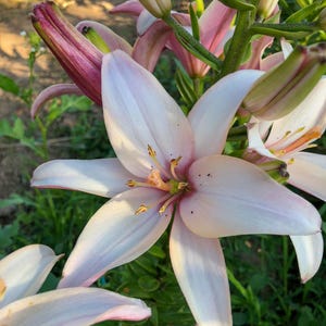 1 BULB Lilium Easy waltz, FREE PEST Bulb, Asiatic Lily, Matisse Asiatic Liliums, Summer Perennial Bulb, Easy growing, Pink Lilium Flower