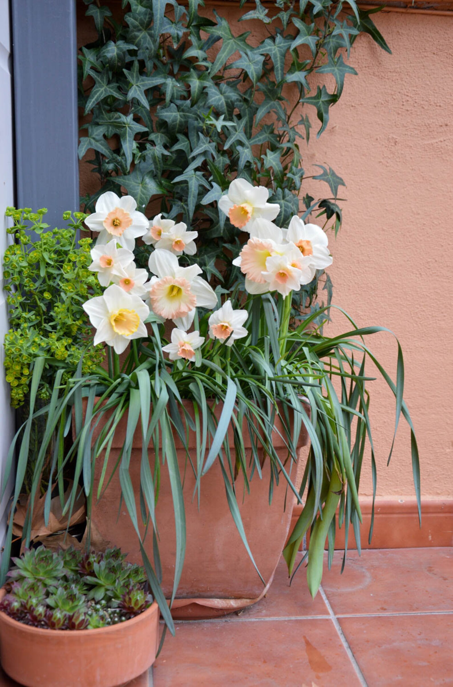 Pink Narcissus Daffodil Pack Fresh Spring Flowers Bulbs Ecofriendly