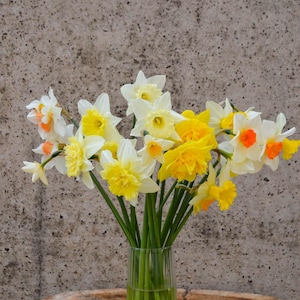 Puede incluir: Un ramo de narcisos en un jarrón de cristal transparente. Las flores son una mezcla de blanco y amarillo, con centros naranjas. El jarrón está sobre una superficie de madera contra un fondo gris texturizado.