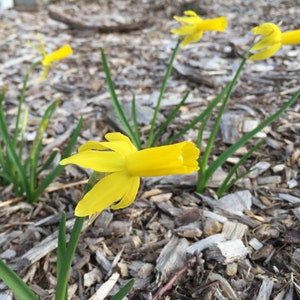 Puede incluir: Primer plano de narcisos amarillos brillantes con tallos y hojas verdes. Las flores están en varias etapas de floración, sobre un fondo de astillas de madera. La imagen captura los colores frescos y vibrantes de la primavera.