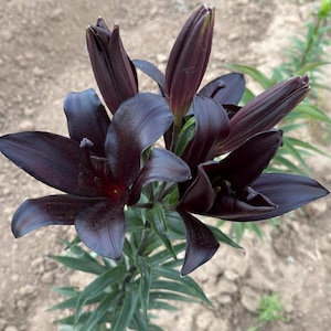 Lilium 'Dark Secret' 5 Zwiebeln - Schwarze Lilienzwiebel - Gotischer Garten