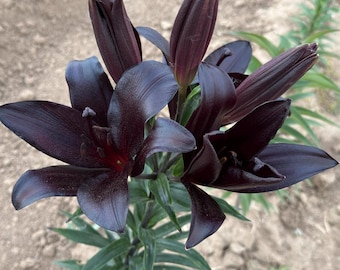 Lilium 'Dark Secret' 5 bulb -  Lilium Black flower bulb - Gothic garden