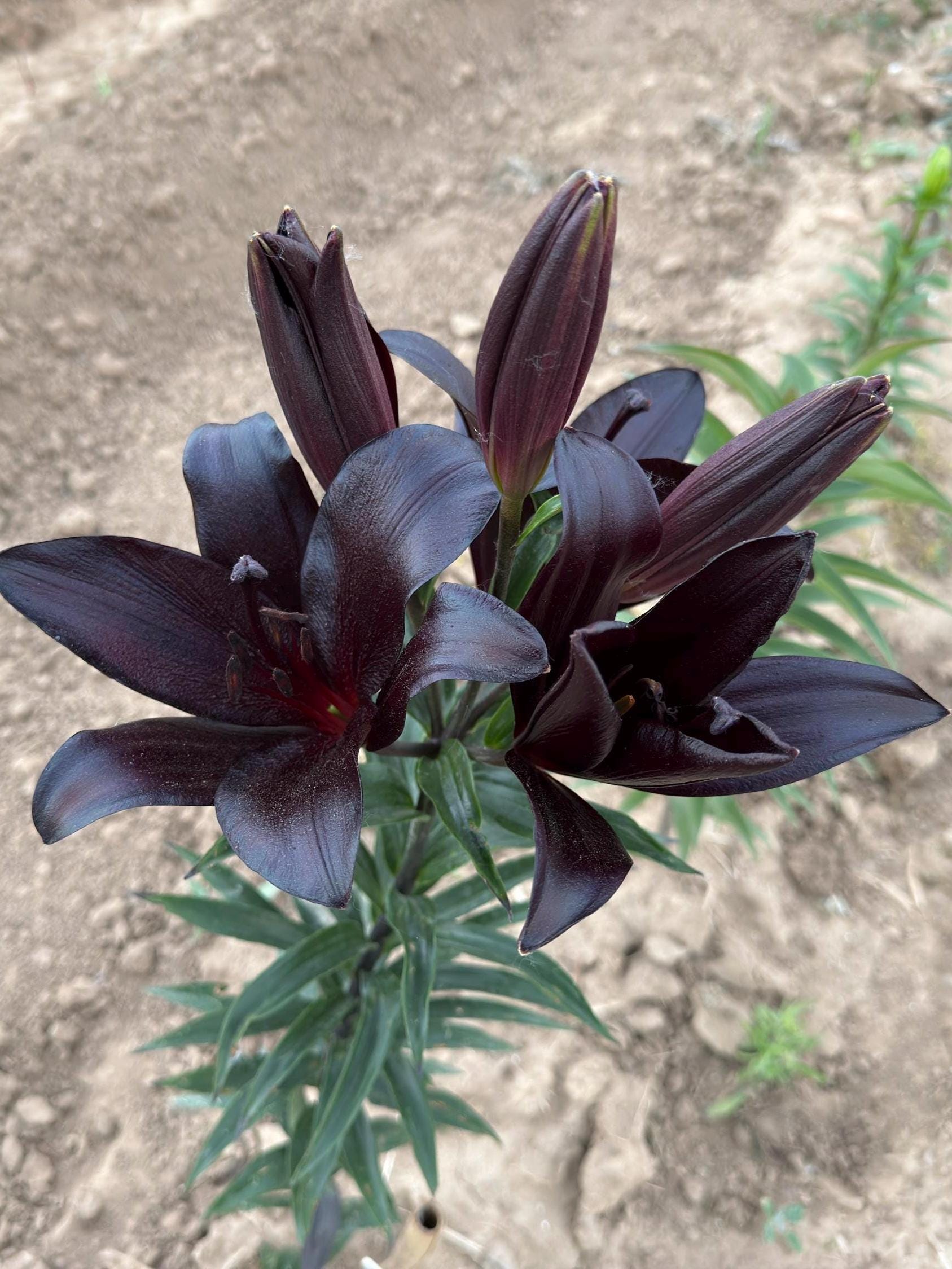 Lilium 'dark Secret' 5 Bulb - Spectacular Black Lily for Your Garden -  Lilium Black Flower Bulb - Gothic Garden - Etsy Israel