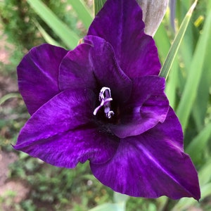 Puede incluir: Una flor de gladiolo de color púrpura intenso con pétalos aterciopelados y ondulados, y un estambre central blanco. La flor muestra ricos tonos violetas con vetas más oscuras en los pétalos, rodeada de hojas verdes largas y estrechas.