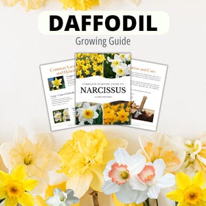 Puede incluir: Una guía para el cultivo de narcisos, titulada "DAFFODIL Growing Guide", con el subtítulo "COMPLETE STARTING GUIDE TO NARCISSUS". La guía incluye imágenes de narcisos e información sobre cuidados y variedades. Los narcisos amarillos y blancos rodean la guía.
