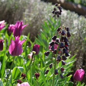 Puede incluir: Un grupo de tulipanes de color púrpura vibrante y una flor de fritillaria alta y delgada con numerosas flores pequeñas de color granate oscuro en forma de campana que cuelgan de un tallo verde central, rodeadas de hojas verdes largas y puntiagudas.