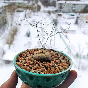 Sällsynta Schizobasis intricata (Drimia intricata) Frön - Förpackning med 15 frön - Caudex
