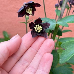 Aquilegia Black Barlow 50 Seeds - Spectacular Black Flower for Your Garden - Perennial Plant - Gothic garden, Summer Flowering Dark Bloom