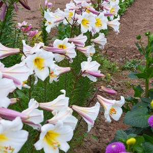 May include: A field of white lilies with yellow centers and pink-striped petals. The flowers are in full bloom, with some buds still closed. The lilies are planted in rows, with green foliage and brown soil visible. Purple pom-pom flowers are in the foreground.