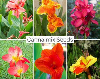 Mélange de 10 variétés de cannas | Plantes tropicales faciles à cultiver