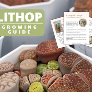 Puede incluir: Primer plano de lithops, también conocidas como piedras vivas, en una maceta hexagonal blanca. Las suculentas son de varios colores, incluyendo beige, marrón y verde. Un rectángulo verde con el texto "LITHOP GROWING GUIDE" es visible.