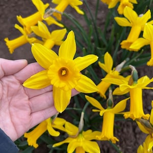 Narcissus Tittom - Extra Cyclamineus Påsklilja - Långblommande - EKOLOGISK