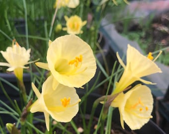 Semi di narciso bulbocodium Spoirot 15 – Semi di narciso per fiori primaverili unici