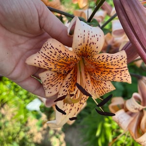 1 BULB Lilium "Tiger Babies", Hybrid Lily - Lily Live Bulb - Organic Growing - Spectacular and Rare Flower - Coral Color - Lys