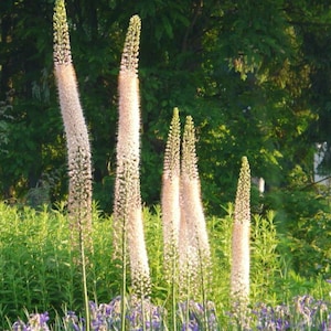 Eremurus Romance Rhizom - Fuchsschwanzlilie - Wüstenkerzenpflanze lebend