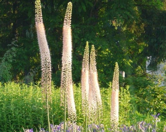 Eremurus Romance wortelstok - Vossenstaartlelie - Woestijnkaarsplant levend