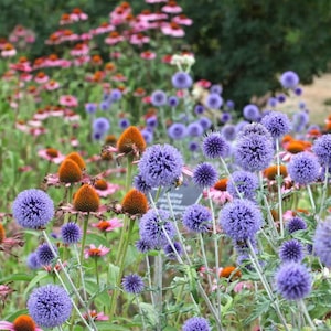 Può includere: Una scena di giardino con numerosi fiori sferici di cardo blu dalla consistenza spinosa, intervallati da echinacee rosa e arancioni. Le piante presentano steli e foglie verdi, creando una densa e colorata esposizione floreale naturale.