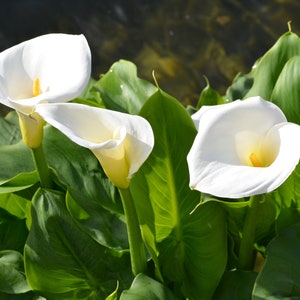 5 bulbs Calla lily zantedeschia aethiopica - Elegant white blooms - Organic growing - Hardy Perennial