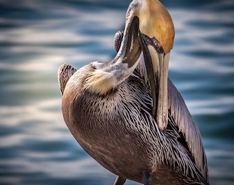 Pelican resting on post wildlife canvas artwork subdued colors