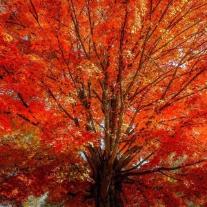 Fall Red  Maple Backlit Sunshine Tree Artwork
