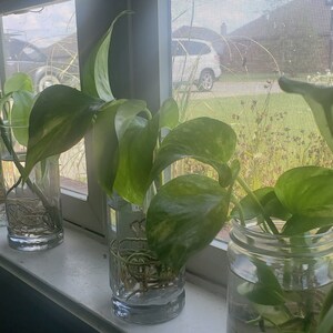 May include: Four glass jars filled with water and green leafy plants, sitting on a windowsill. The plants are rooted in the water and have long vines.