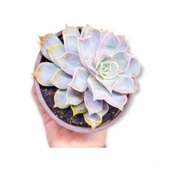 Echeveria Lilacina 5 Rare House Plants Korean Echeveria Lilacina 5 Rare House Plants, Korean House Plants