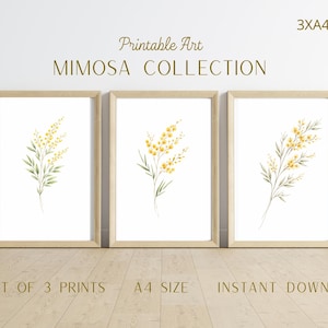 Puede incluir: Conjunto de tres láminas artísticas enmarcadas con ilustraciones de acuarela de flores de mimosa. Cada lámina muestra una disposición diferente de flores de mimosa amarillas con hojas verdes sobre un fondo blanco. Los marcos son de color marrón claro y las láminas son de tamaño A4.