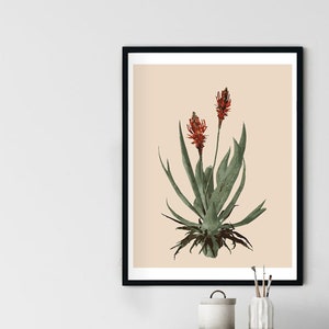 Aloe Vera Print - Digital Print