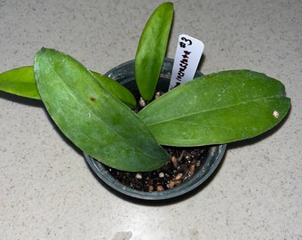 Hoya incrassata