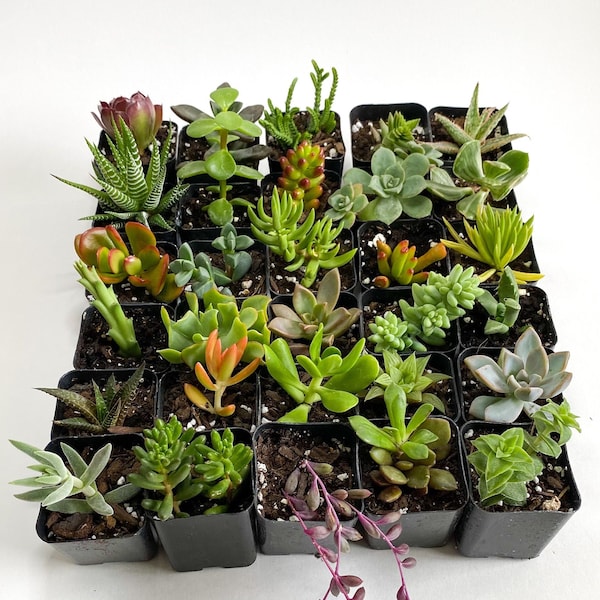 Pack Assorted Succulents in 2" Pots | Live Plants | Succulents