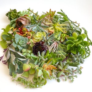 Assorted Succulent Cuttings | Live Plants | Succulents