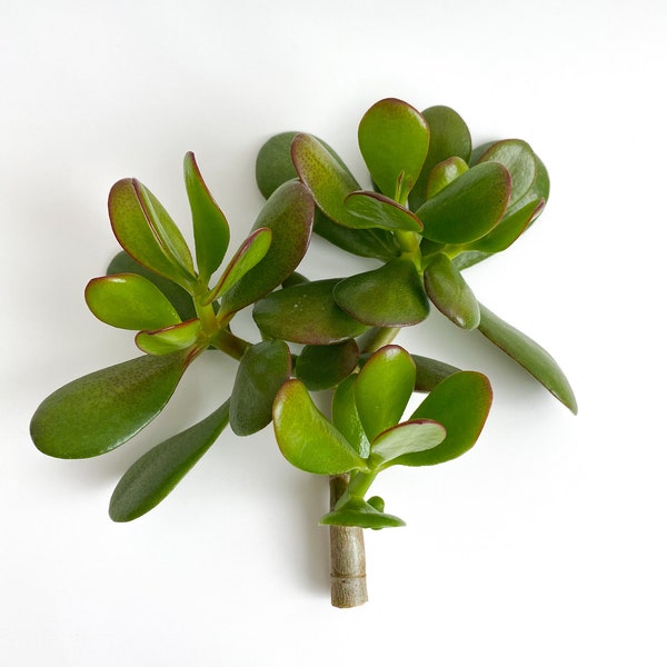 Large Jade Cuttings 6-7" | Crassula Ovata | Money Plant | Lucky Plant | Live Plant | Succulent