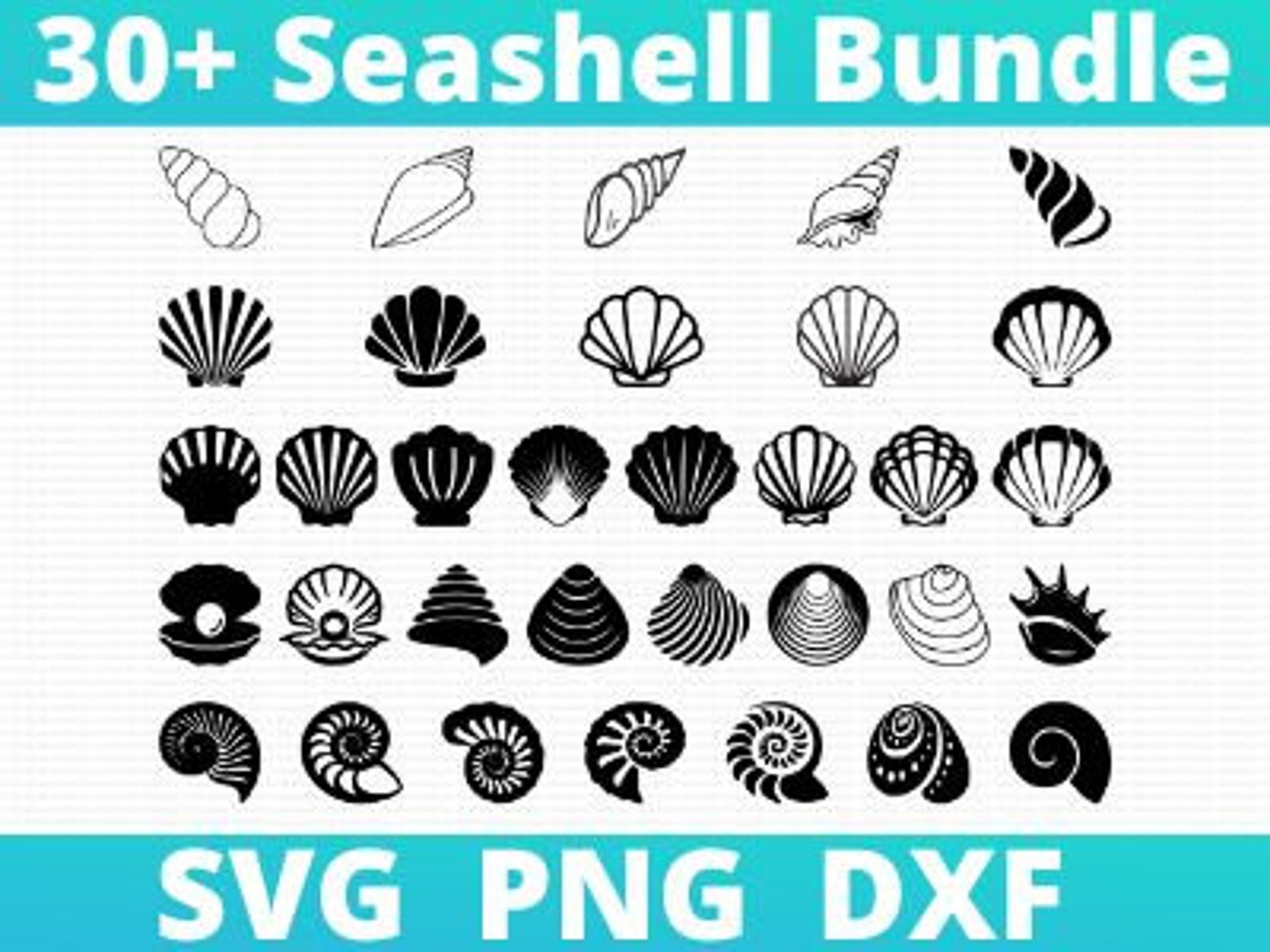 Seashell SVG / Seashells Svg / Seashell Svg File / Ocean Svg / - Etsy