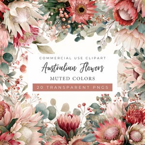 Puede incluir: Un diseño floral con flores australianas en colores apagados. La imagen incluye varias flores en tonos de rosa, rojo y crema, con follaje verde. El texto en la imagen dice "COMMERCIAL USE CLIPART", "Australian Flowers", "MUTED COLORS" y "20 TRANSPARENT PNGS".
