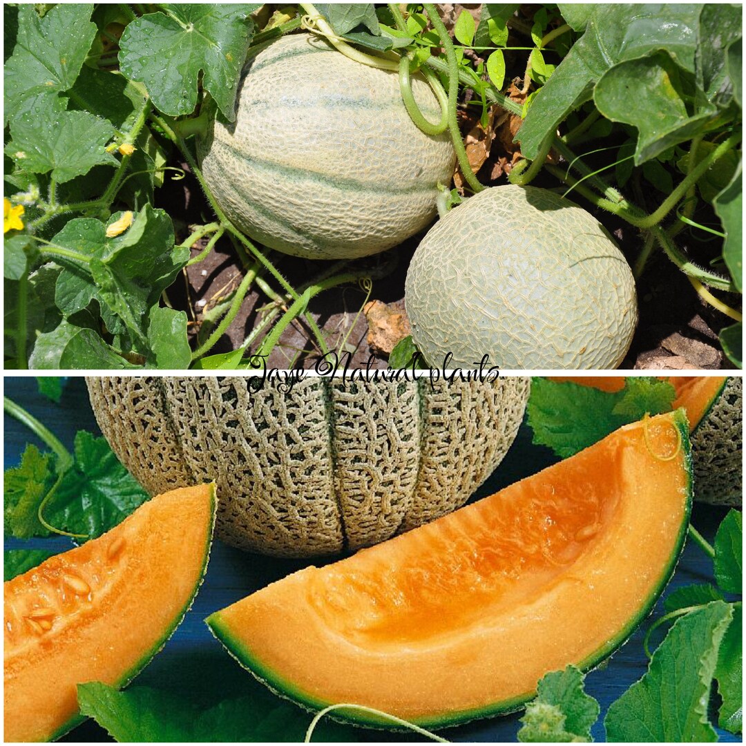 3 Cantaloupe Hales Best Jumbo Live Organic Plants Etsy