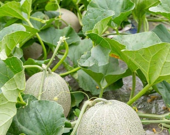 3 Live Cantaloupe Hales Best Jumbo Live Organic plants