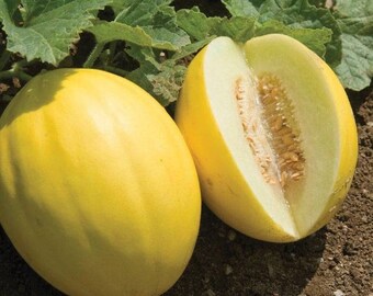 3 Canary melons Live Organic plants