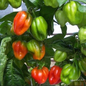 4 Authentic Jamaican Scotch Bonnet Pepper Live Organic plants