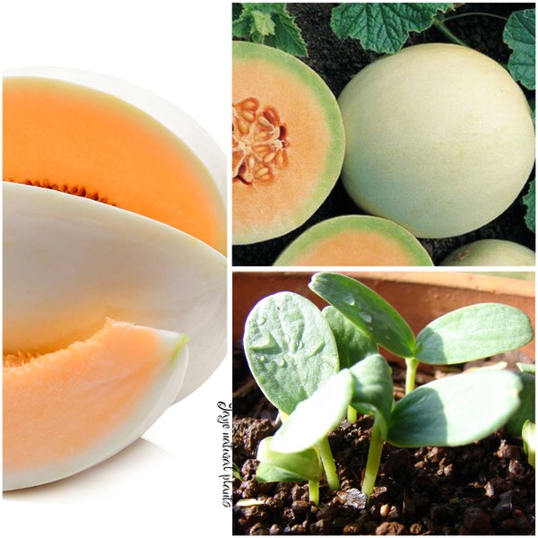 3 Live Honeydew Orange Melon Organic plants