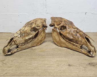 Unique antique Borneo (Indonesia) Dayak engraved real horse skulls / aboriginal idonisian art (handmade)